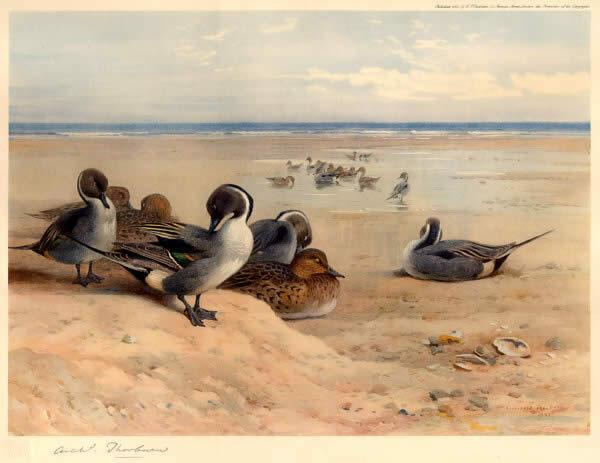 Archibald Thorburn Pintails on the Shore